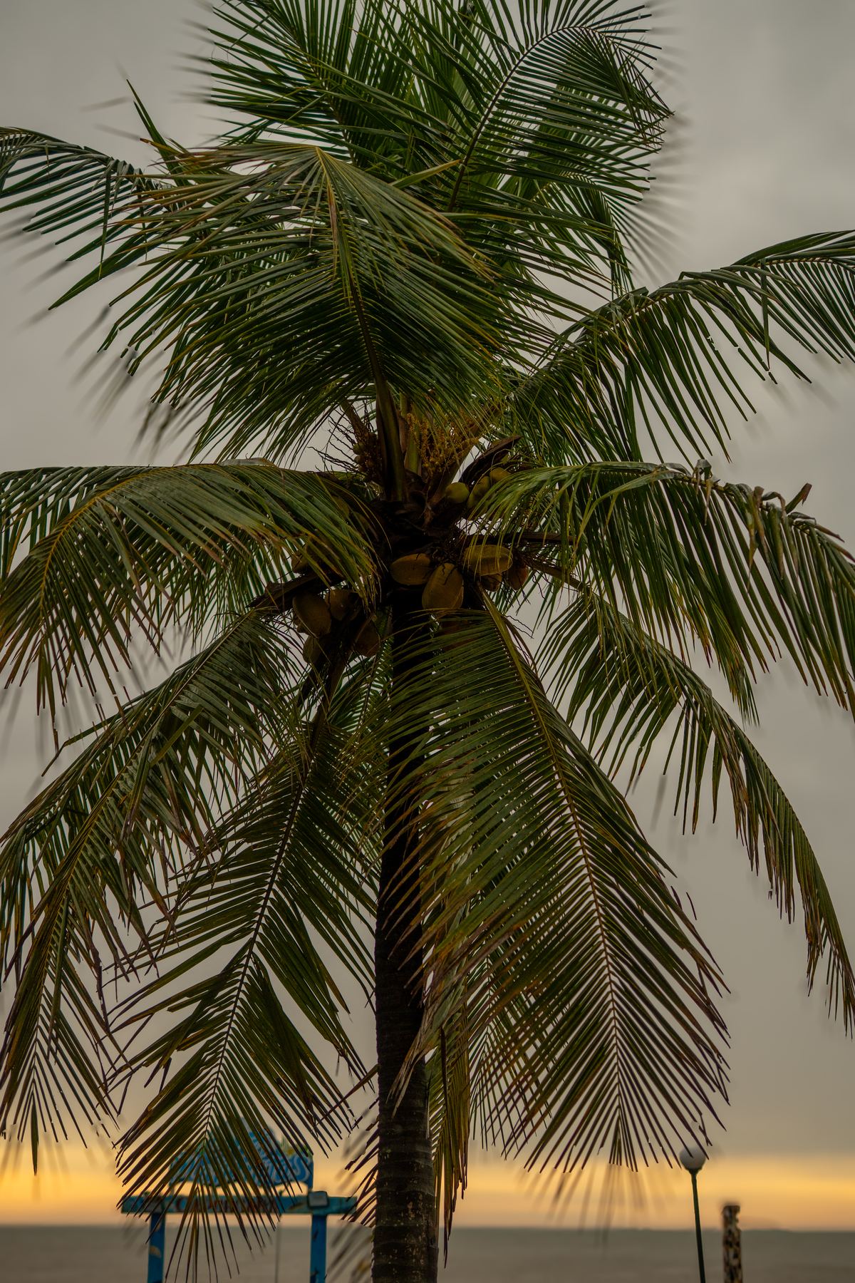 Palm at dusk over the Caribbean